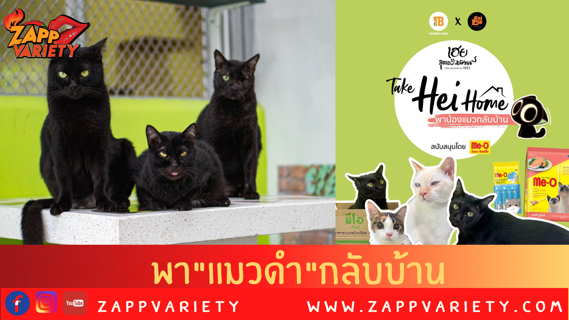เชิญชวนรับอุปการะแมวดำกับโครงการ “Take Hei Home พาน้องแมวกลับบ้าน”